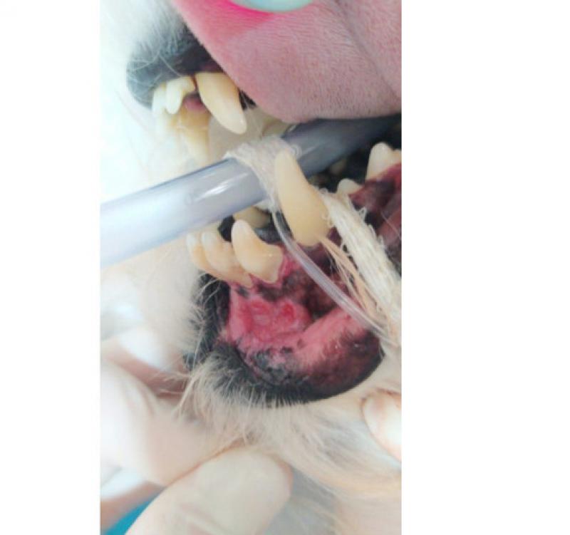 Figura 2. Lesiones orales de la paciente del caso 2.
