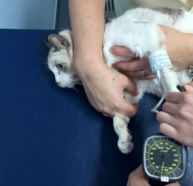 Figura 2. Medición de la presión arterial en un gato macho de 14 años con diabetes y enfermedad renal.