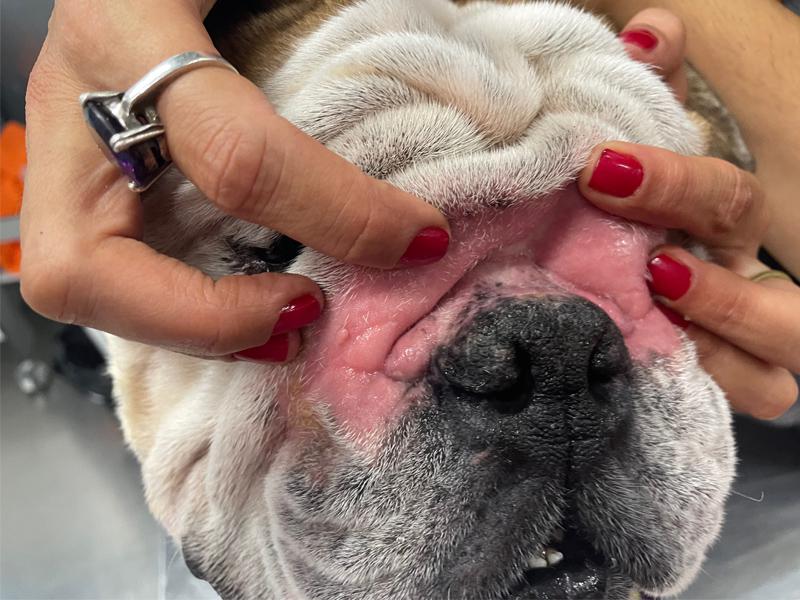 Figura 2. Pioderma del pliegue facial en un bulldog inglés con dermatitis atópica.