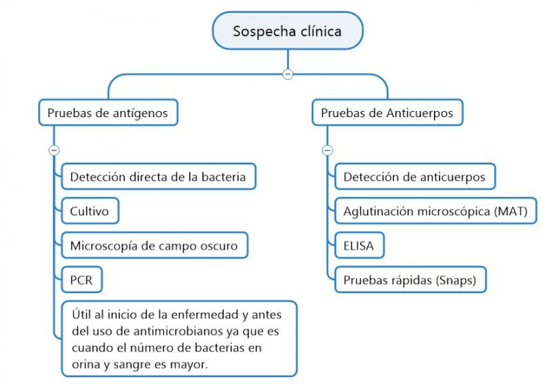 Figura 2. Pruebas utilizadas para el diagnóstico de la leptospirosis