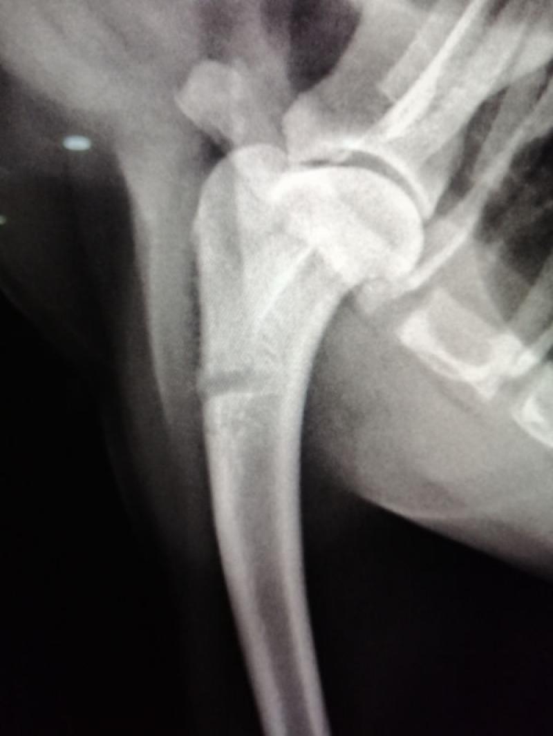 Figura 2. Radiografía de húmero que demuestra la apariencia de como queda este hueso posterior a la punción de médula ósea.