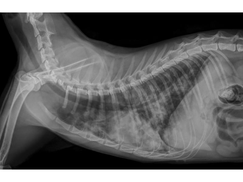 Figura 2. Radiografía torácica en proyección latero-lateral derecha en una gata común europea de 1 año, parasitada por D. immitis. Se aprecia severo patrón bronco-intersticial difuso.