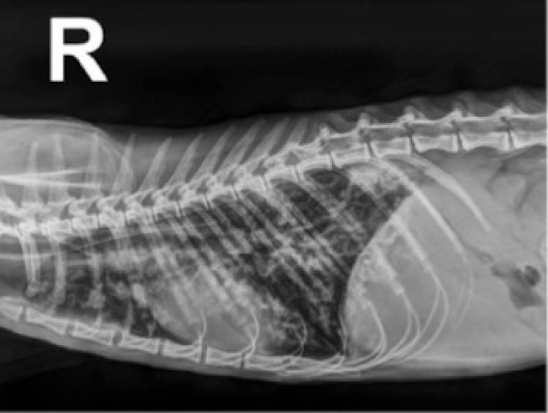 Figura 2. Radiografía torácica en proyección latero-lateral derecha en una gata común europea de 2 años.