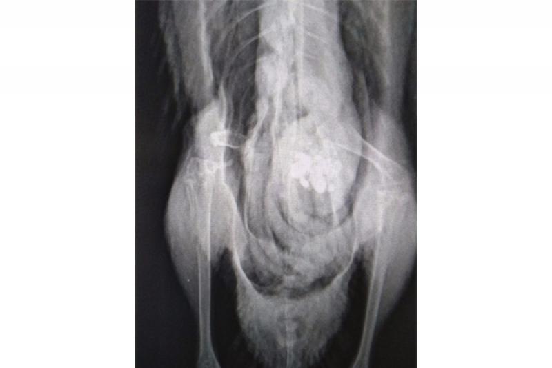 Figura 2: Radiografía ventro-dorsal que muestra la fractura proximal de fémur