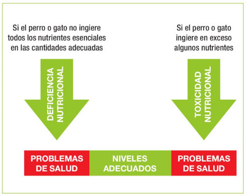 Figura 2. Requerimientos nutricionales.