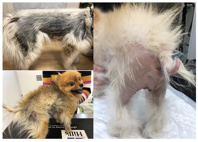 Figura 20. Aspecto macroscópico de perros afectado por alopecia X, en este caso un alaska malamute y dos pomeranias, ambas razas predispuestas.