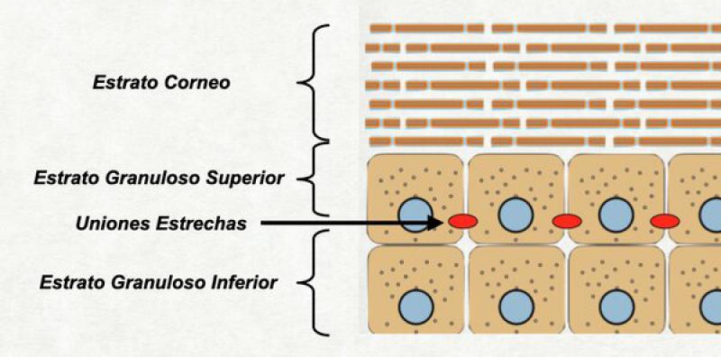 Figura 20. Las uniones estrechas constituyen la barrera líquido-líquido y separan al estrato granuloso en 2 partes: una inferior y una superior. Son uniones impermeables y son el exacto límite entre el medio externo e interno.