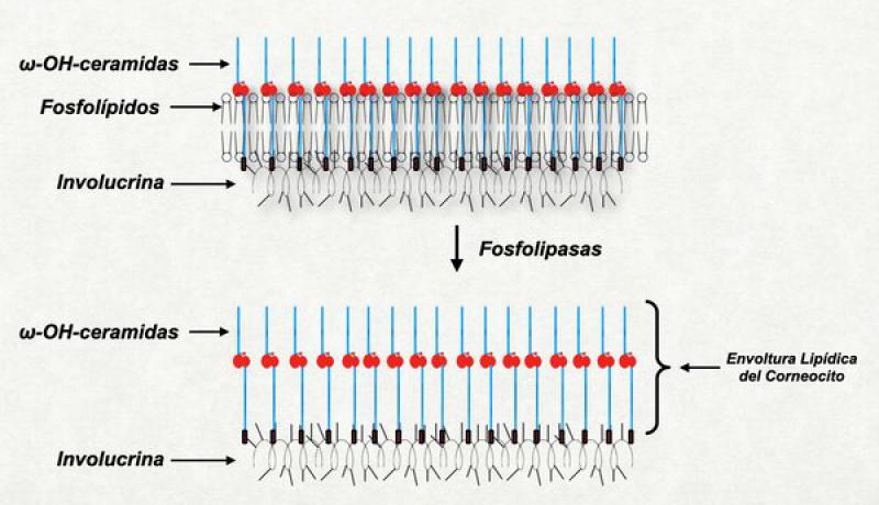 Figura 25. Proceso de la degradación de la membrana celular. Nótese como una vez degradada las ?-OH-ceramidas se constituyen en el único componente del recubrimiento lipídico.