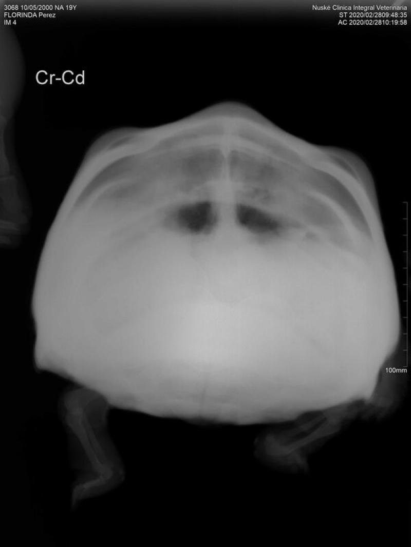 Figura 2A. Tortuga terrestre Chelonoidis carbonaria, hembra de 20 años. (A) Proyección radiográfica craneocaudal. Se observa campo pulmonar anormal e incremento de la densidad en todo el parénquima pulmonar confirmando el diagnostico de neumonía bilateral. (B) Proyección radiográfica lateral (Ld-Li). Se observan huevos calcificados en cavidad celómica y se evidencia campo pulmonar anormal con incremento de la densidad en zona ventral