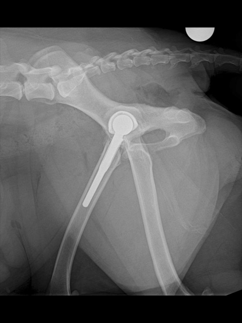 Figura 2a:Radiografías posquirúrgicas articulación coxofemoral, que evidencian la buena colocación de los implantes.Vista lateral izquierda de cadera