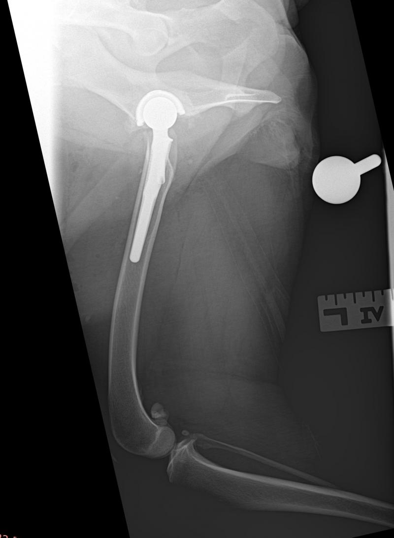 Figura 2b: Radiografías posquirúrgicas articulación coxofemoral, que evidencian la buena colocación de los implantes.Vista lateral fémur extremidad posterior izquierda