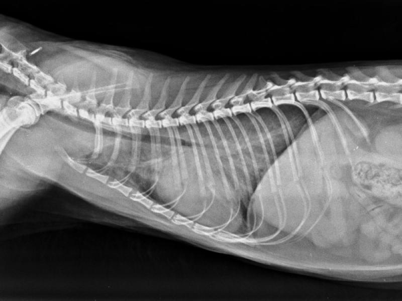 Figura 2B: Radiografías torácicas en proyección dorso-ventral (A) y latero-lateral (B) de una gata con cardiomegalia e infiltrados pulmonares compatibles con edema pulmonar severo.