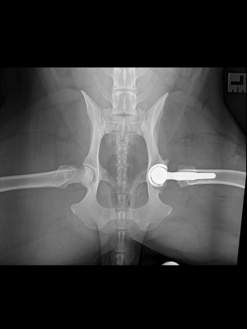 Figura 2c:Radiografías posquirúrgicas articulación coxofemoral, que evidencian la buena colocación de los implantes.Vista ventro-dorsal de cadera