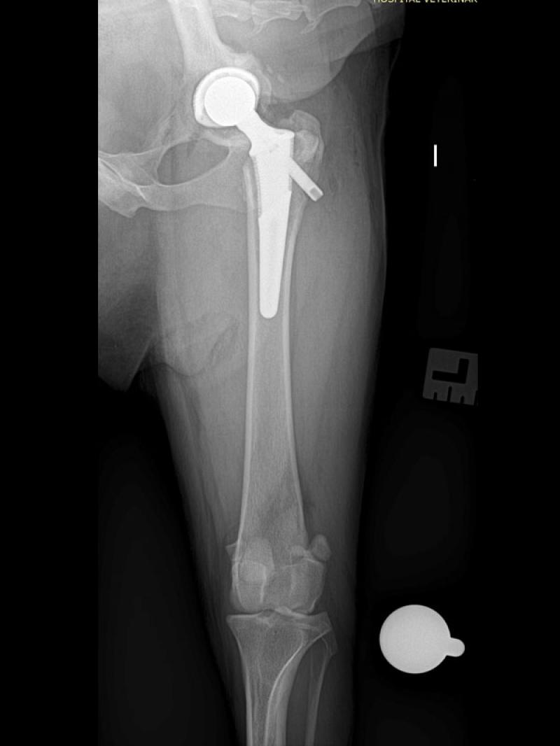 Figura 2d: Radiografías posquirúrgicas articulación coxofemoral, que evidencian la buena colocación de los implantes.Vista caudo-craneal fémur extremidad posterior izquierda.