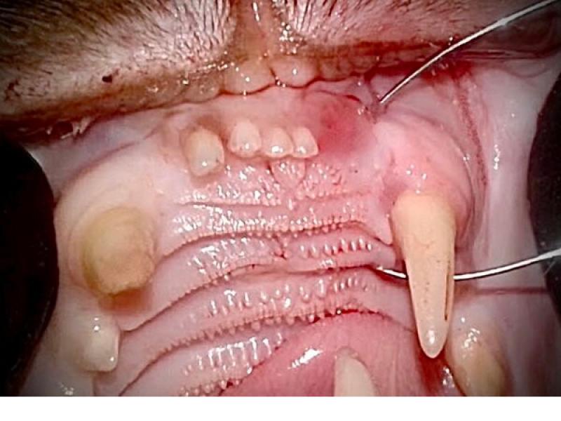 Figura 3. (C) Se realiza la perforación ósea evitación las raíces dentales por la que se introduce el alambre quirúrgico. Este se anuda en la cara distovestibular del colmillo superior para luego descender hacia la parte mandibular en donde tendrá su punto de anclaje rodeando la sínfisis mandibular.