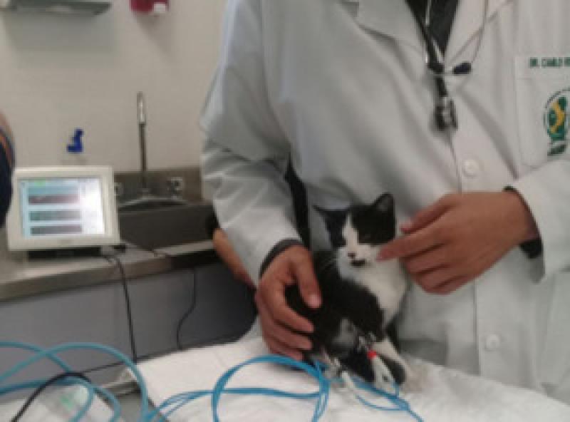 Figura 3. Colocación de electrodos en paciente felino no anestesiado.