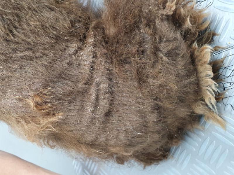 Figura 3. Descamación y alopecia difusa en un Perro de Aguas Español afectado de adenitis sebácea.
