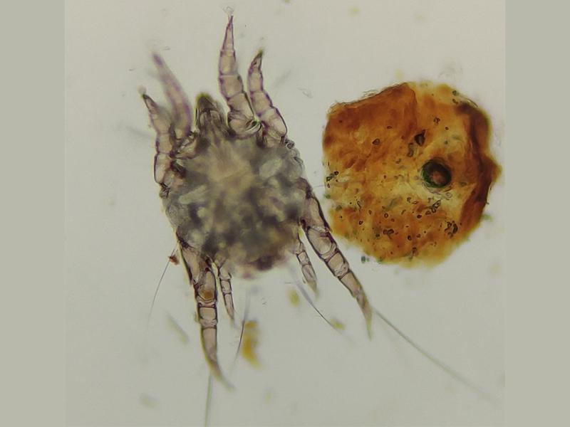 Figura 3: Detalle de un ácaro adulto de Otodectes cynotis dónde se señala (círculo) el apéndice terminal con ventosa en las patas del parásito.