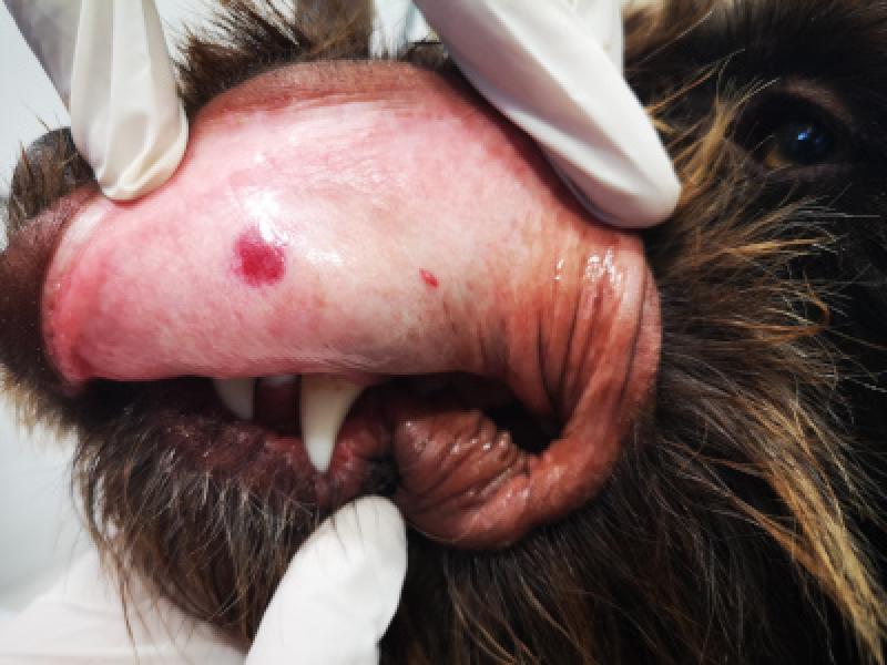 Figura 3. Equimosis en mucosa oral de un perro con trombocitopenia inmune.