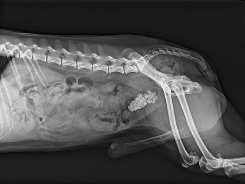 Figura 3: Estudio radiográfico del abdomen de paciente canino macho no candidato a resolución completa del cuadro de urolitiasis mediante litotricia láser. El cuadro se manejó mediante técnica mixta: litotricia láser (Ho: YAG) del urolito uretral y PCCL de los urolitos vesicales.