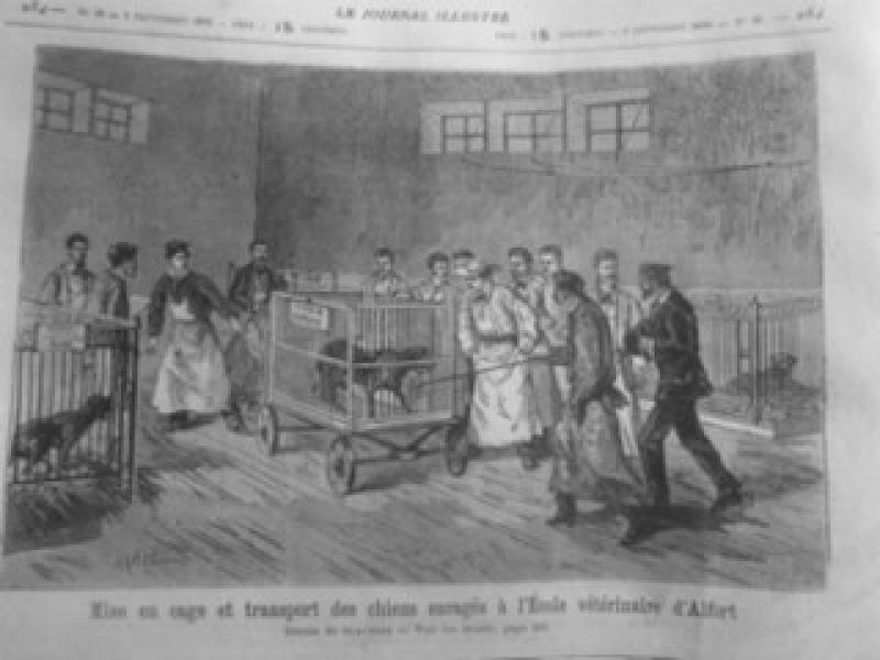 Figura 3. Grabado de la época en la Facultad de Veterinaria de Alfort (Paris) donde se recoge el traslado de perros rabiosos para su estudio.