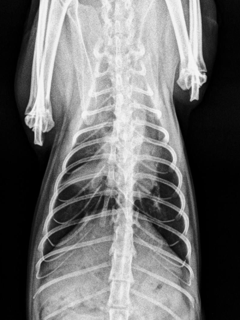 Figura 3. Hallazgos radiográficos en posicionamiento dorsoventral. (B) Patrón bronquial y atelectasia del lóbulo pulmonar medio derecho.