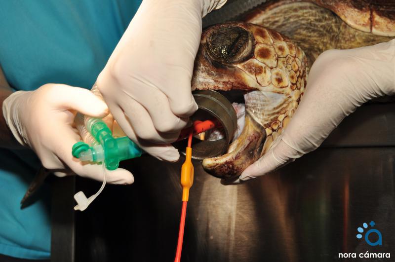 Figura 3. Intubación de una tortuga marina mediante tubo endotraqueal.