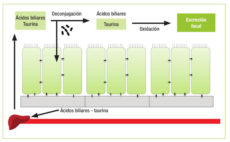 Figura 3. Las sales biliares, formadas por la conjugación de F. 2 taurina con los ácidos biliares, se secretan en el intestino para participar en la digestión de la Ácidos biliares Taurina Deconjugación grasa dietética. Estas pueden Ácidos biliares Taurina Oxidación Excreción fecal reabsorberse en el íleon y son recaptadas por el hígado, donde se pueden reutilizar. Si las sales biliares se deconjugan, la taurina se oxida en el lumen intestinal, perdiéndose después por excreción fecal.
