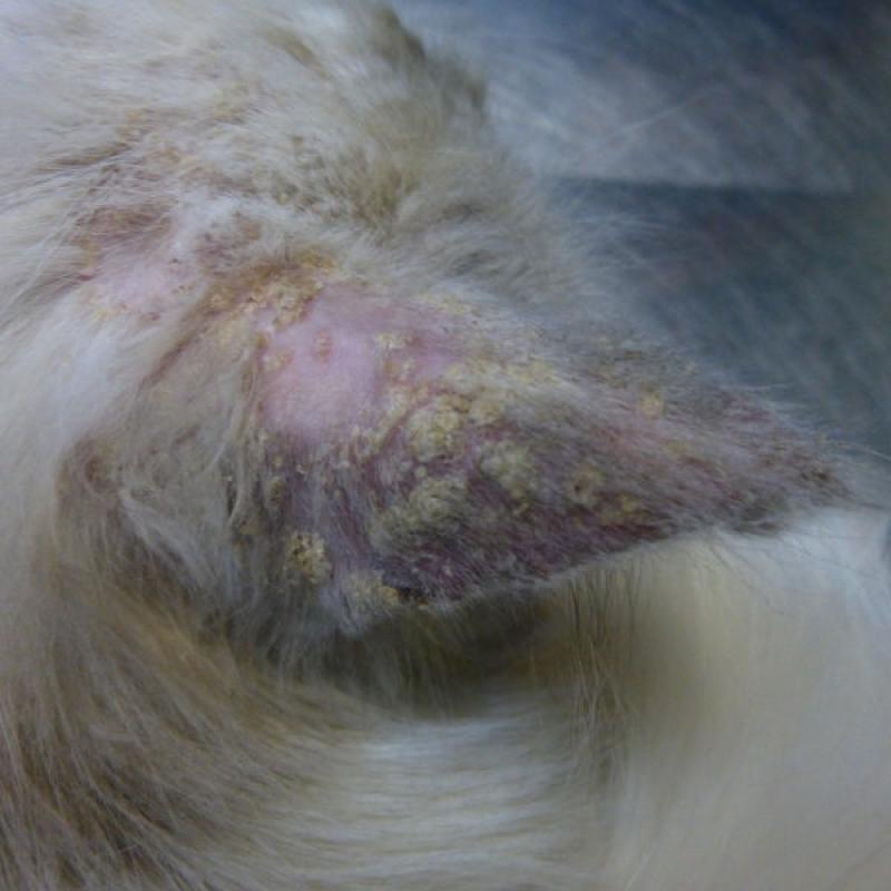 Figura 3. Lesiones eritematosas y costrosas perioculares en felino con pénfigo foliáceo.