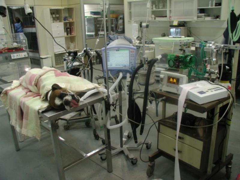Figura 3. Paciente conectado al equipo de ventilación artificial.