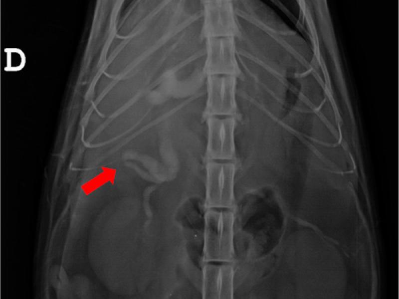 Figura 3. Radiografia abdominal ventro-dorsal de un felino. Se aprecia material radiopaco (flecha roja) a nivel de la región craneal del abdomen, compatible con presencia de contenido mineralizado en el tracto biliar extrahepático.
