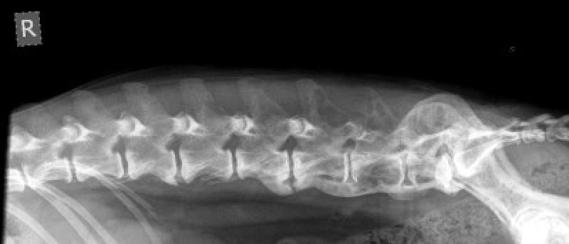 Figura 3. Radiografia de columna lumbar en proyección latero-lateral de un perro con mieloma múltiple. Se observan lesiones osteolíticas geográficas con afectación de cuerpos vertebrales y procesos espinales dorsales (Cortesía de Raquel Salgüero, Hospital Veterinario Puchol).