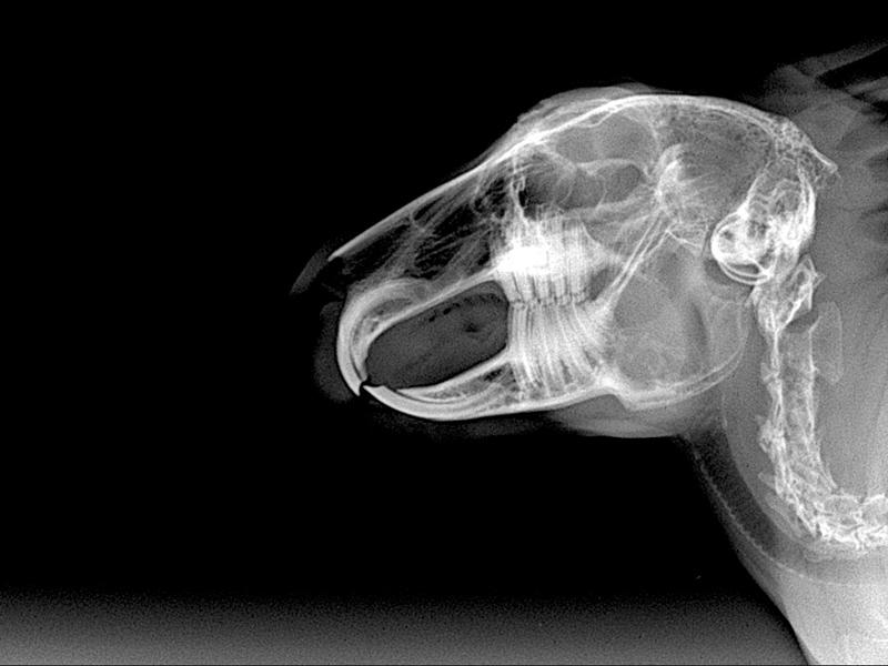 Figura 3. Radiografía laterolateral de cráneo de conejo demostrando cizallamiento en sierra fisiológico de piezas malares.