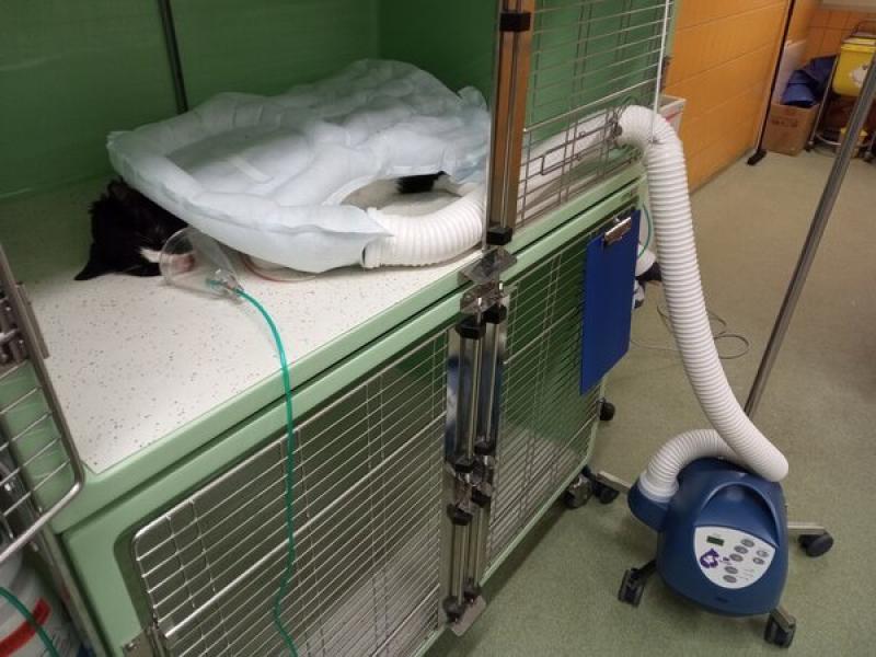 Figura 3: Sistema de calentamiento activo mediante uso de manta de circulación de aire caliente usado durante la fase de recuperación en un gato.