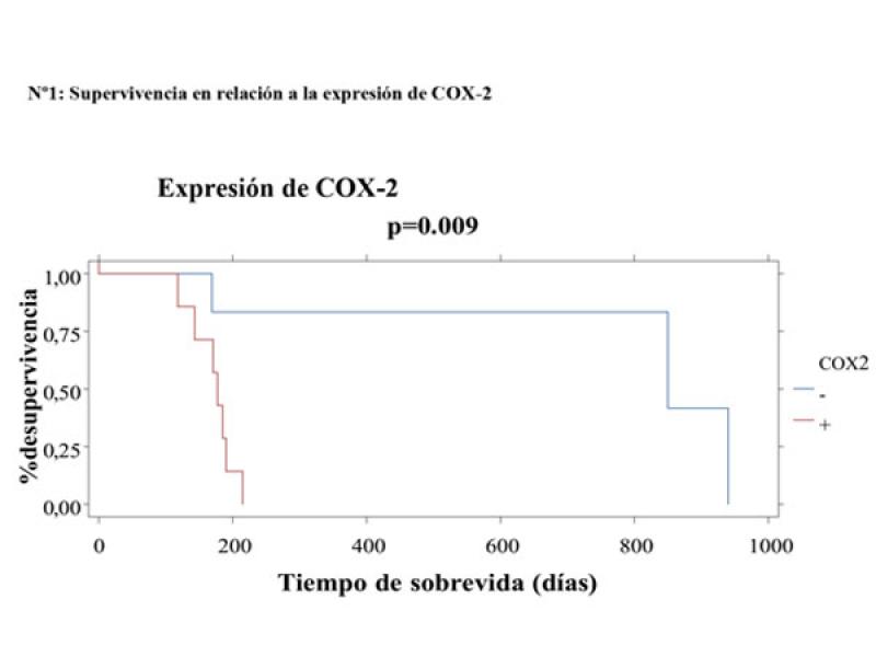 FIGURA 3. Supervivencia en relación a la expresión de COX-2.