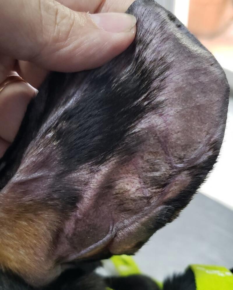 Figura 30. Presentación de otro caso de canino raza Dachsund con dermatosis del margen auricular, inicio de tratamiento con minoxidil 5 % tópico y pentoxifilina vía oral.