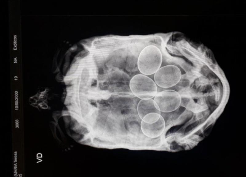 Figura 3A. Tortuga terrestre Chelonoidis carbonaria, hembra de 20 años. (A) Proyección radiográfica ventro-dorsal (VD). Se observan huevos calcificados en la cavidad celómica. (B) Placa similar a la anterior con medición de diámetro de cada uno de los seis 6 huevos.