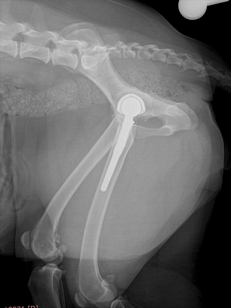 Figura 3a:Radiografías revisión 4 semanas posquirúrgicas articulación coxofemoral, que evidencian la buena colocación de los implantes y osificación. Vista lateral de cadera