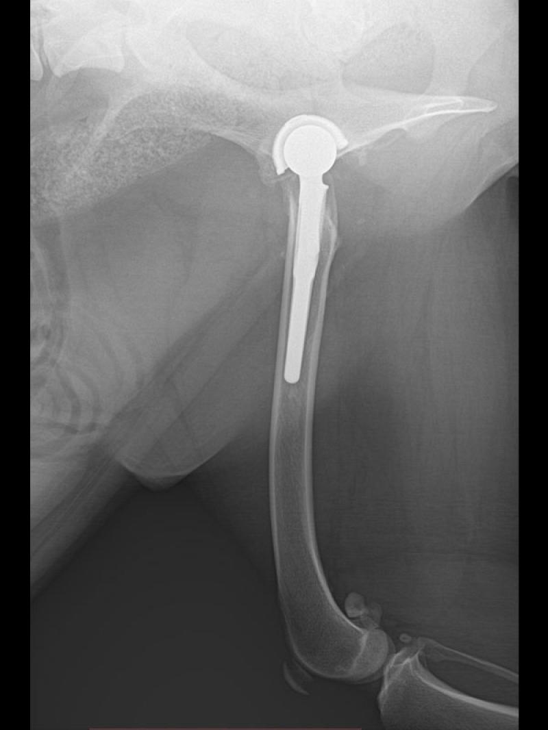 Figura 3b: Vista lateral fémur extremidad posterior izquierda
