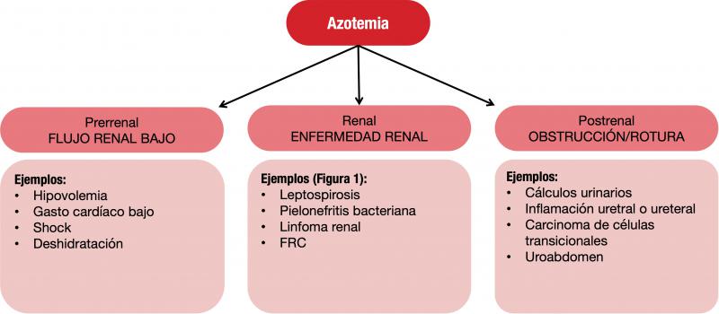 Figura 3.Mecanismos de azotemia y ejemplos de cada unos de ellos.