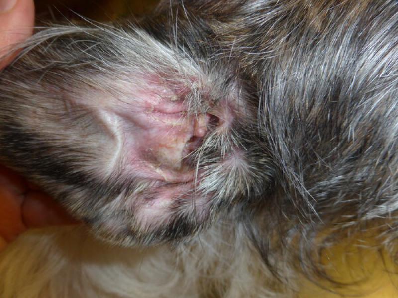 Figura 3.Otitis eritematosa con vesículo-pústulas en un perro mestizo con un pénfigo.