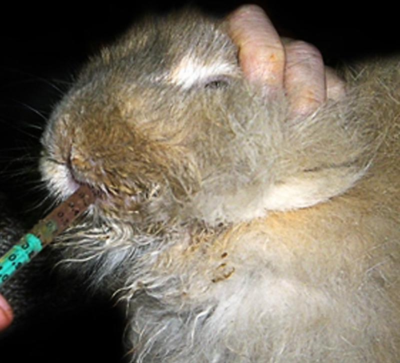Figura 4: Conejo enfermo inapetente forzándole papilla.