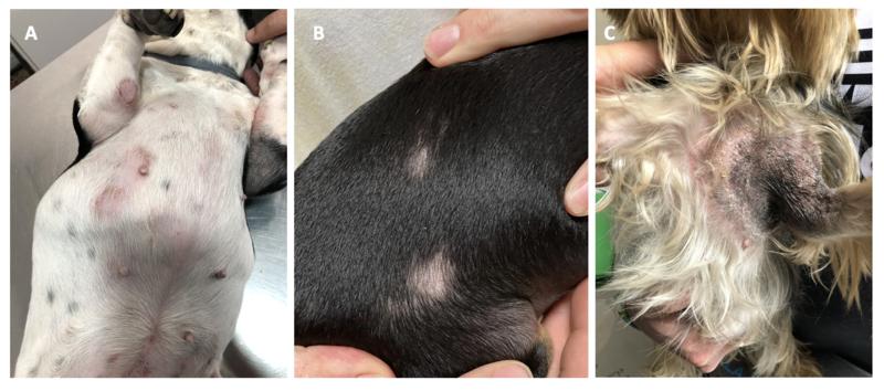 Figura 4: Diferentes cuadros de alopecia de origen inflamatorio. A. Alopecia multifocal debida a una foliculitis bacteriana. B. Alopecia multifocal debida a una demodicosis. C. Alopecia focal con hiperpigmentación debida a una dermatofitosis