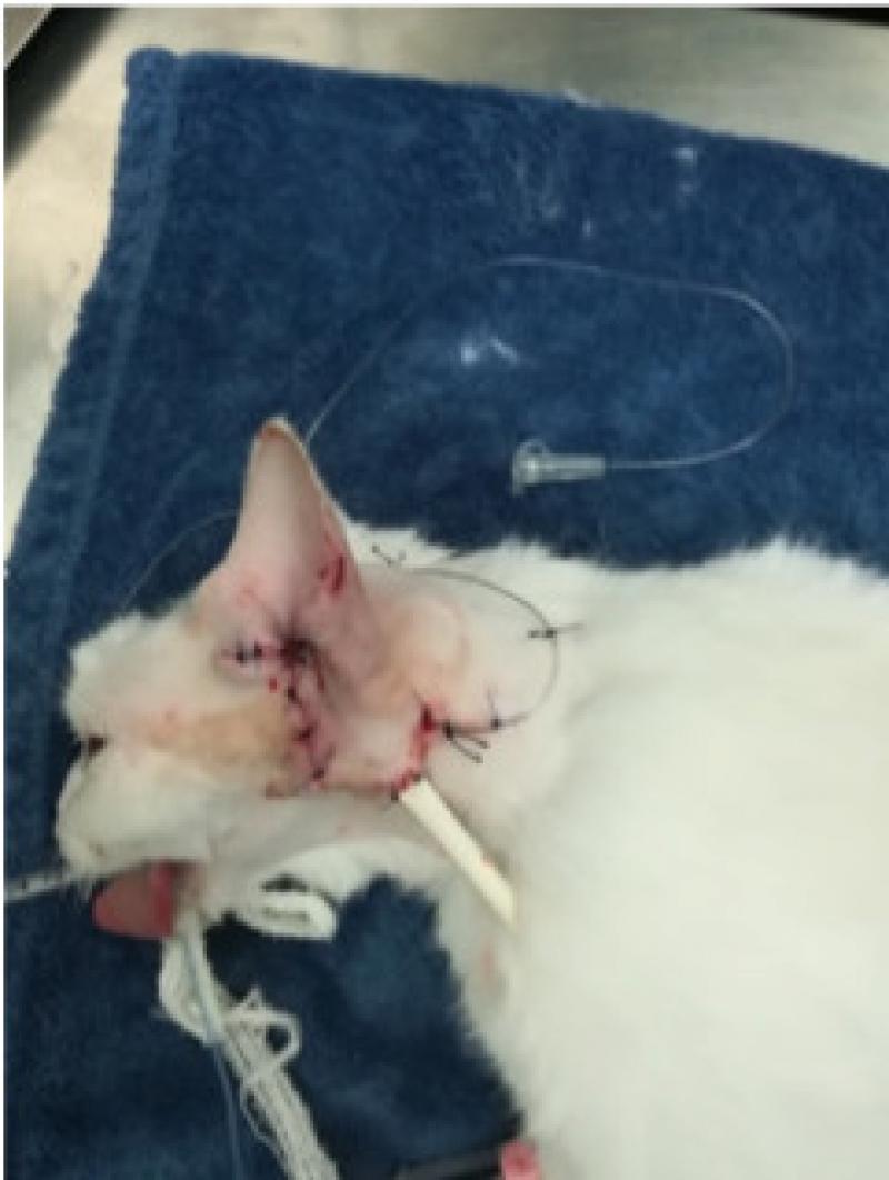 Figura 4. Gato con drenaje para administrar anestésicos locales después de una ablación de conducto auditivo (cedida por HV Molins).