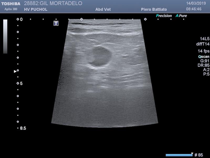Figura 4. Imagen ecográfica de la glándula adrenal izquierda de un gato de 13 años con un hiperaldosteronismo primario debido a un carcinoma adrenocortical.