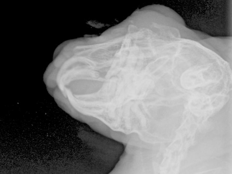 Figura 4. Radiografía oblicua derecha de cráneo de conejo demostrando graves alteraciones coronas residuales y ápices de piezas malares de hemiarcada derecha con alteración ósea asociada.