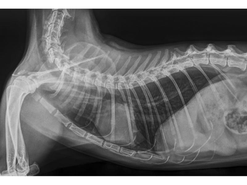 Figura 4. Radiografía torácica en proyección latero-lateral derecha en una gata común europea de 4 años. Se aprecia leve patrón bronco-intersticial, con presencia de hiperinsuflación pulmonar.