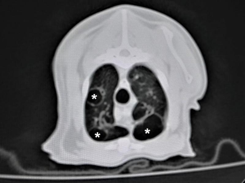 Figura 4. Tommografías computerizadas de gatos con bronquitis crónica. (B) Detalle de zonas con enfisema pulmonar (asteriscos).