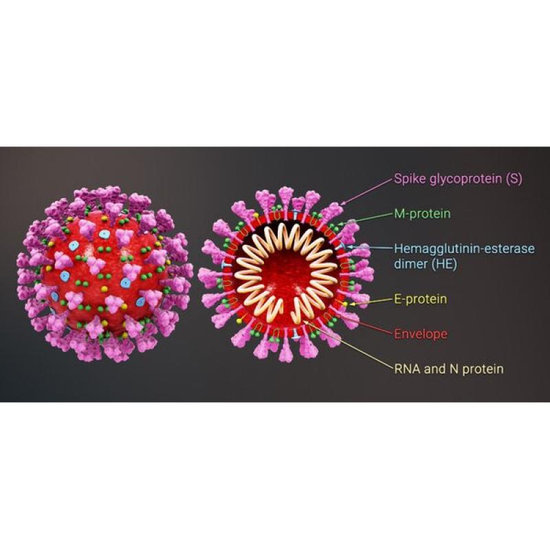 Figura 4. Ultraestructura del virus SARS-CoV-2. Fuente: https://vacunasaep.org/profesionales/noticias/coronavirus-desarrollo-de-vacunas.
