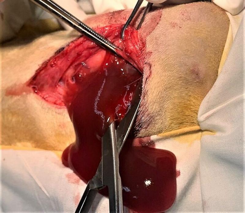 FIGURA 4. Visualización directa del contenido del sialocele cervical, se observa la saliva de un color ambarino manchado de sangre